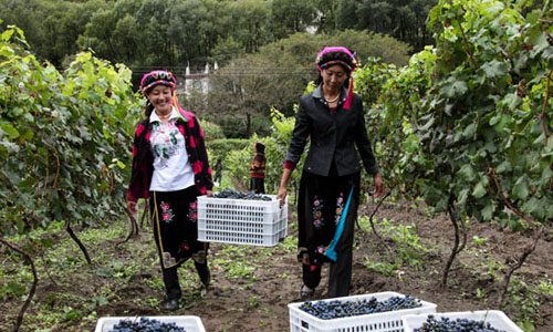 生态葡萄园喜获丰收 酿酒葡萄带动藏区农户增收致富-绿源新宇生物有机肥官网