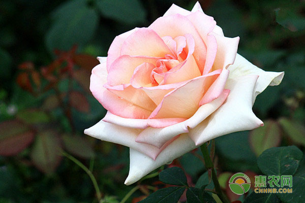 农用三轮车选购指南：四大检查步骤助您选好车-绿源新宇生物有机肥官网