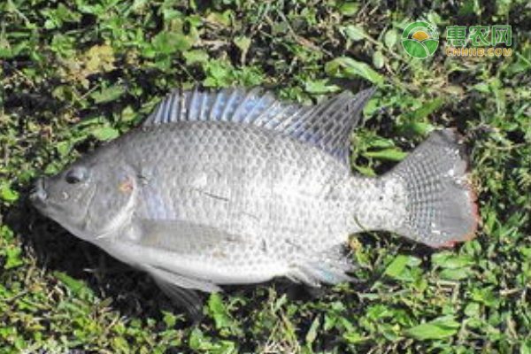 冬季棚室蔬菜保温防冻技术措施详解-绿源新宇生物有机肥官网 冬季棚室蔬菜保温防冻技术措施详解-绿源新宇生物有机肥官网