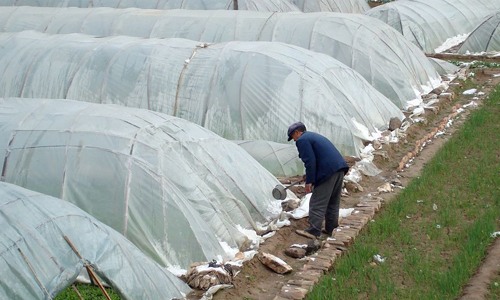 冬季棚室蔬菜保温防冻技术措施详解-绿源新宇生物有机肥官网