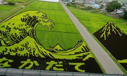 日本农田巨画创意农业：稻田艺术如何带动乡村旅游发展-绿源新宇生物有机肥官网