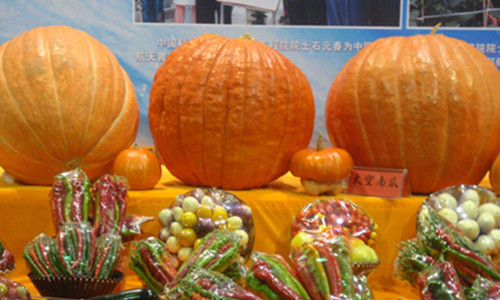 太空育种技术推动农业变革 巨型南瓜背后的新品种培育奇迹-绿源新宇生物有机肥官网