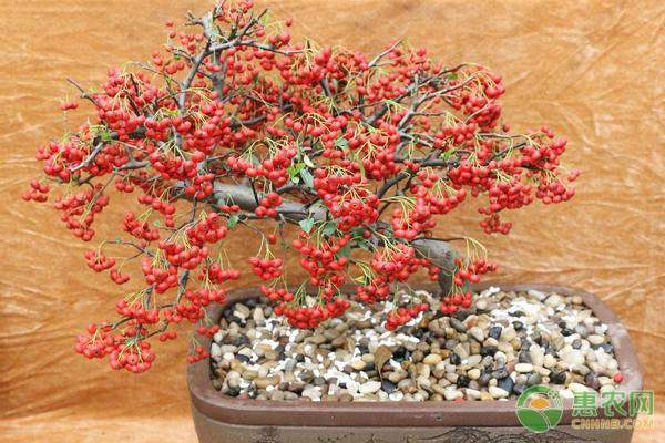 手机惠农宝助力农产品销售 突破传统销售局限实现网络交易-绿源新宇生物有机肥官网