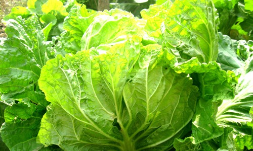 大白菜平地储藏六步法：从选地晾菜到温度控制的完整指南-绿源新