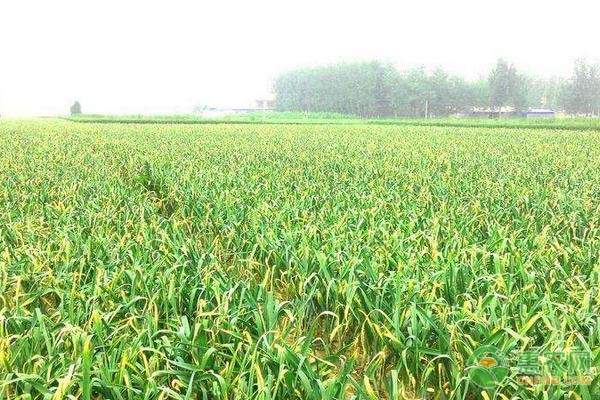 大白菜平地储藏六步法:从选地晾菜到温度控制的完整指南-绿源新宇生物有机肥官网 大白菜平地储藏六步法:从选地晾菜到温度控制的完整指南-绿源新宇生物有机肥官网