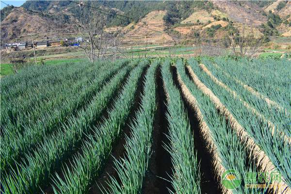 野菜干制加工方法详解 清洗热烫烘烤制作技巧-绿源新宇生物有机肥官网 野菜干制加工方法详解 清洗热烫烘烤制作技巧-绿源新宇生物有机肥官网