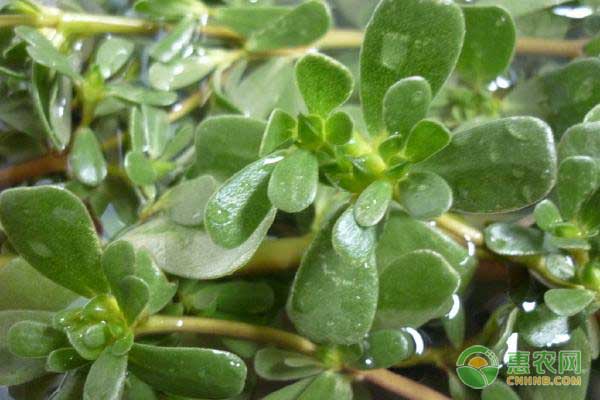 农产品批发市场构建信息服务平台助力农业现代化发展-绿源新宇生物有机肥官网 农产品批发市场构建信息服务平台助力农业现代化发展-绿源新宇生物有机肥官网