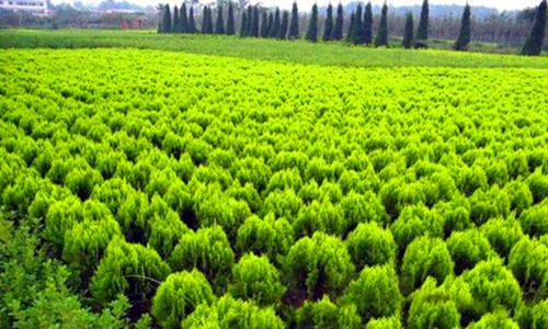 苗木交易突破传统模式 网络平台助力拓展新客户渠道-绿源新宇生