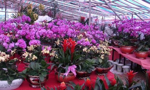 苗木盆景搭上电商平台 开启农产品销售新模式-绿源新宇生物有机