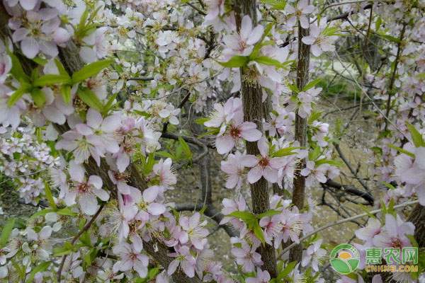 惠农宝手机软件助力农业信息化 农产品供需信息实时掌握-绿源新宇生物有机肥官网 惠农宝手机软件助力农业信息化 农产品供需信息实时掌握-绿源新宇生物有机肥官网