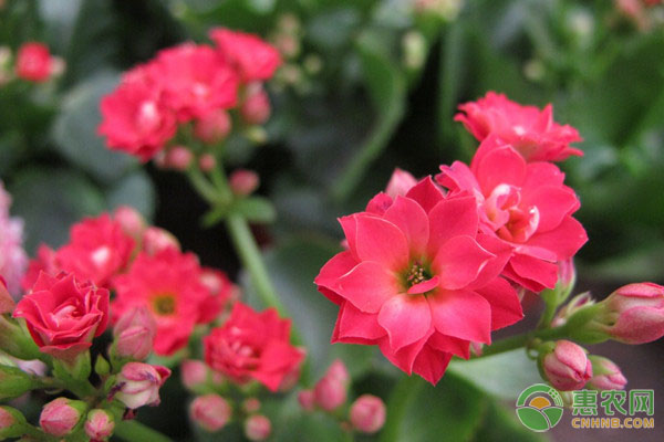 发财树盆栽市场需求旺盛 网络销售拓宽花卉商户经营渠道-绿源新宇生物有机肥官网