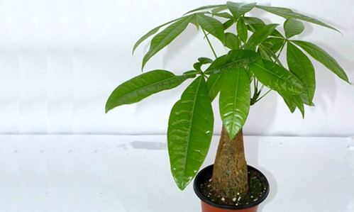 发财树盆栽市场需求旺盛 网络销售拓宽花卉商户经营渠道-绿源新