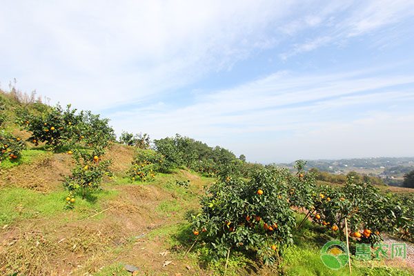 休闲农业发展前景广阔 生态旅游助力乡村振兴新模式-绿源新宇生物有机肥官网 休闲农业发展前景广阔 生态旅游助力乡村振兴新模式-绿源新宇生物有机肥官网