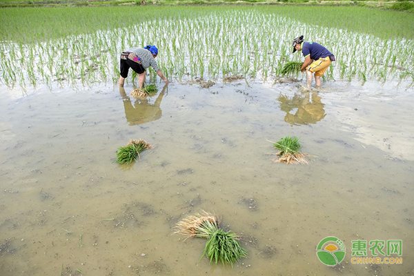 甜瓜叶枯病防治全攻略：识别症状与科学防控措施-绿源新宇生物有机肥官网