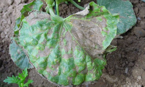 甜瓜叶枯病防治全攻略：识别症状与科学防控措施-绿源新宇生物有