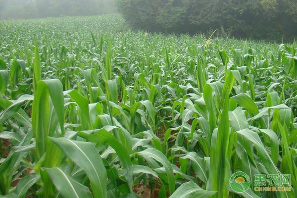 全国食用农产品价格走势分析：蔬菜肉类价格分化明显-绿源新宇生物有机肥官网