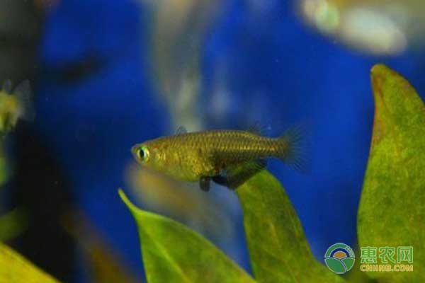 广西山村创新野山猪养殖模式带动村民致富增收-绿源新宇生物有机肥官网 广西山村创新野山猪养殖模式带动村民致富增收-绿源新宇生物有机肥官网