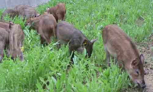 广西山村创新野山猪养殖模式带动村民致富增收-绿源新宇生物有机