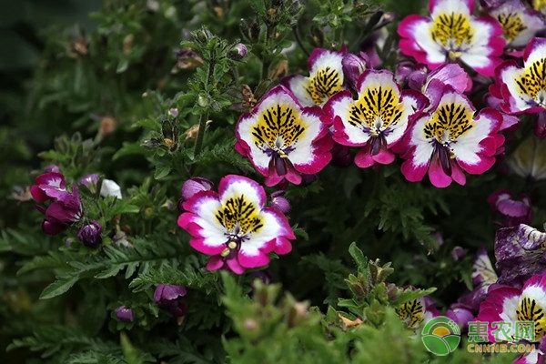 野生农产品市场火热 松茸等珍稀品种价格昂贵仍受追捧-绿源新宇生物有机肥官网