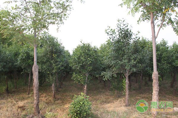 玉兰花的象征意义与栽培价值探析-绿源新宇生物有机肥官网