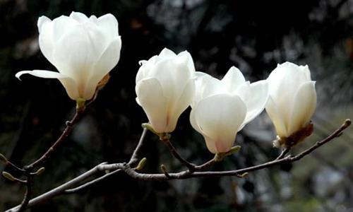 玉兰花的象征意义与栽培价值探析-绿源新宇生物有机肥官网