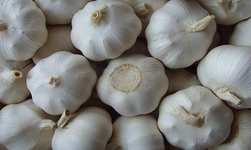 金乡大蒜营养价值丰富被誉为天然抗生素保健食品-绿源新宇生物有