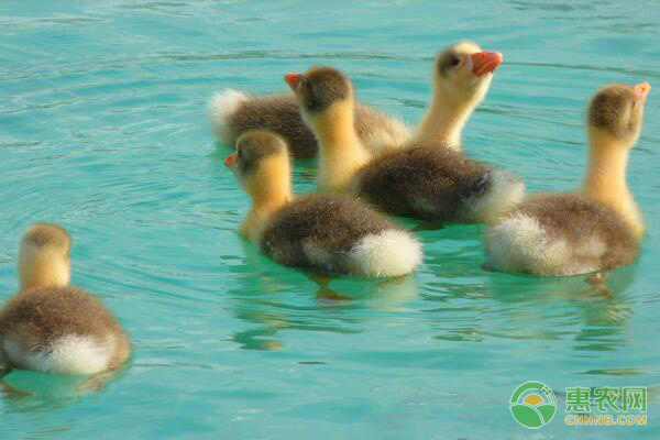 仔猪生长缓慢七大原因及科学养殖管理技术要点-绿源新宇生物有机肥官网