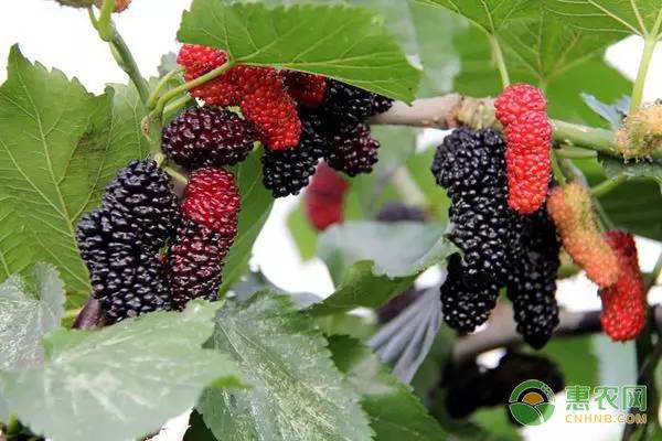 惠农宝手机软件助力农业信息化，随时随地掌握农产品商机-绿源新宇生物有机肥官网