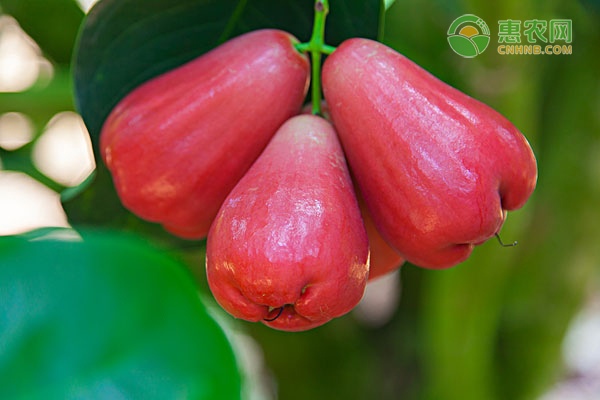 农民利用网络平台销售农产品实现增收致富-绿源新宇生物有机肥官网