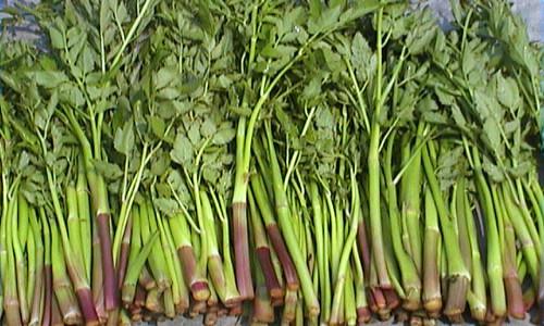 冬季种植水芹菜优势明显 口感香嫩营养丰富-绿源新宇生物有机肥