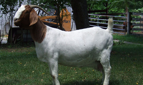 农民利用网络平台销售农产品实现增收致富-绿源新宇生物有机肥官