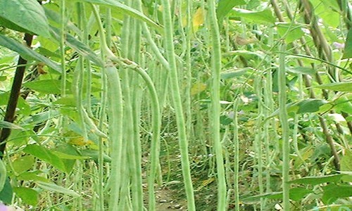 豇豆干制作技术详解，传统农产品加工方法分享-绿源新宇生物有机