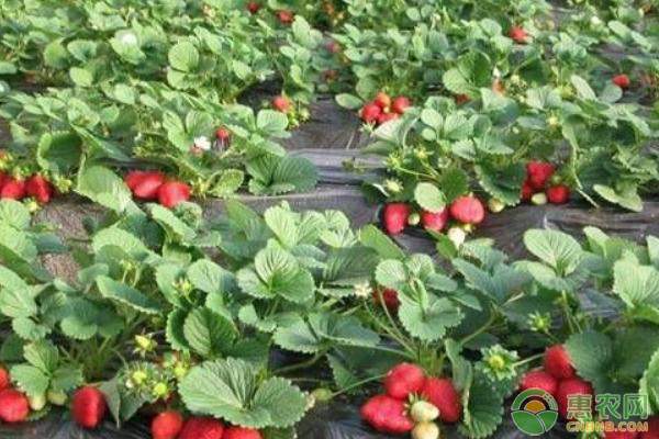 农产品价格与价值关系解析：影响因素及市场规律分析-绿源新宇生物有机肥官网