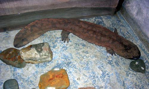 人工娃娃鱼养殖成新商机 市场供不应求前景广阔-绿源新宇生物有