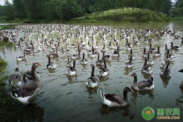 人工娃娃鱼养殖成新商机 市场供不应求前景广阔-绿源新宇生物有机肥官网 人工娃娃鱼养殖成新商机 市场供不应求前景广阔-绿源新宇生物有机肥官网