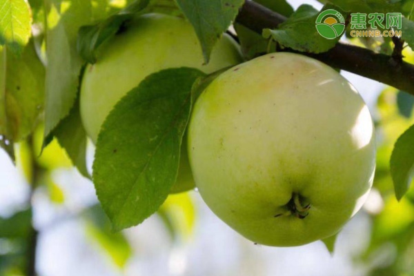 农产品交易网取代传统批发市场的时代已来-绿源新宇生物有机肥官网