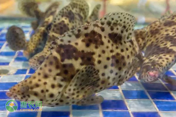 宁国小伙网上卖山核桃创业成功，从自产自销到带动村民致富-绿源新宇生物有机肥官网