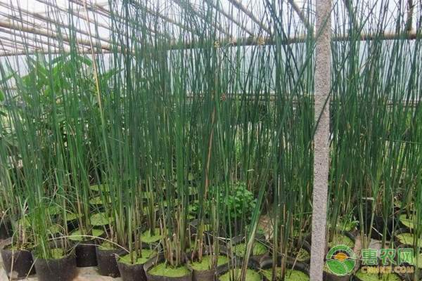 惠农宝手机软件助力农业信息化发展-绿源新宇生物有机肥官网