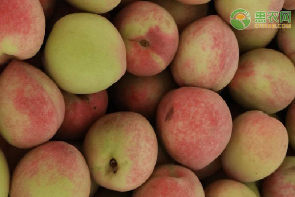 湖南武冈古银杏村银杏果价格暴跌至5元一斤仍无人问津-绿源新宇生物有机肥官网