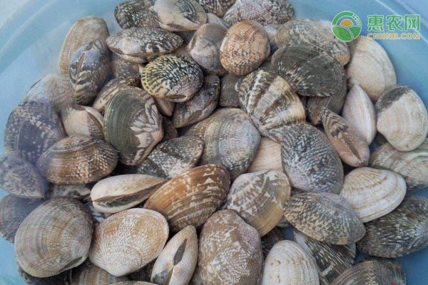 黄山栾树开花壮观景象，金黄花朵配红灯笼果实美如画-绿源新宇生物有机肥官网