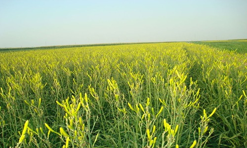 祁东黄花菜科研基地收集58个品种推动产业发展-绿源新宇生物有