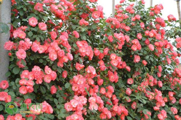 畜禽饲料生喂熟喂有讲究 青贮饲料宜生喂棉籽饼需熟喂-绿源新宇生物有机肥官网