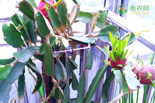 盆景市场前景广阔 自然风情家居装饰新宠-绿源新宇生物有机肥官网