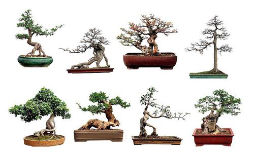 盆景市场前景广阔 自然风情家居装饰新宠-绿源新宇生物有机肥官