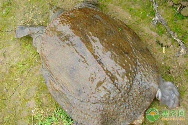 桔梗种植转型:从药材到出口蔬菜的致富新路径-绿源新宇生物有机肥官网 桔梗种植转型:从药材到出口蔬菜的致富新路径-绿源新宇生物有机肥官网
