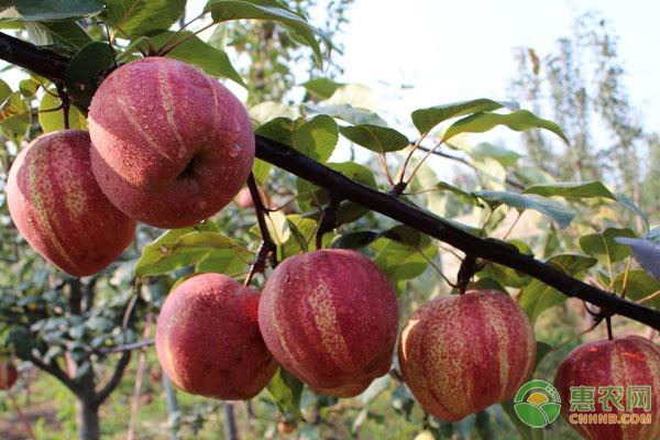 农机网络销售平台兴起 传统农业销售模式迎来变革-绿源新宇生物有机肥官网