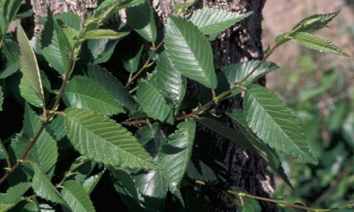 榆树叶变身优质饲料 降低养殖成本提升经济效益-绿源新宇生物有