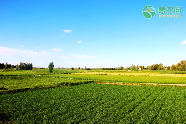 沙漠边缘的绿色奇迹:榆林苹果产业发展致富新路径-绿源新宇生物有机肥官网 沙漠边缘的绿色奇迹:榆林苹果产业发展致富新路径-绿源新宇生物有机肥官网