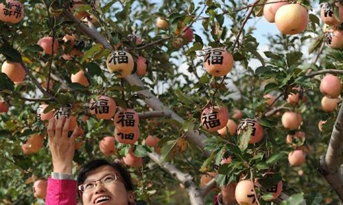 沙漠边缘的绿色奇迹：榆林苹果产业发展致富新路径-绿源新宇生物