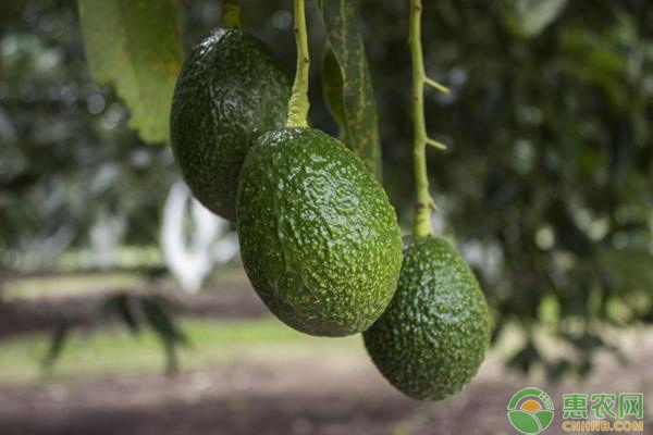 农民触网转型做电商，网络销售助力农产品致富-绿源新宇生物有机肥官网